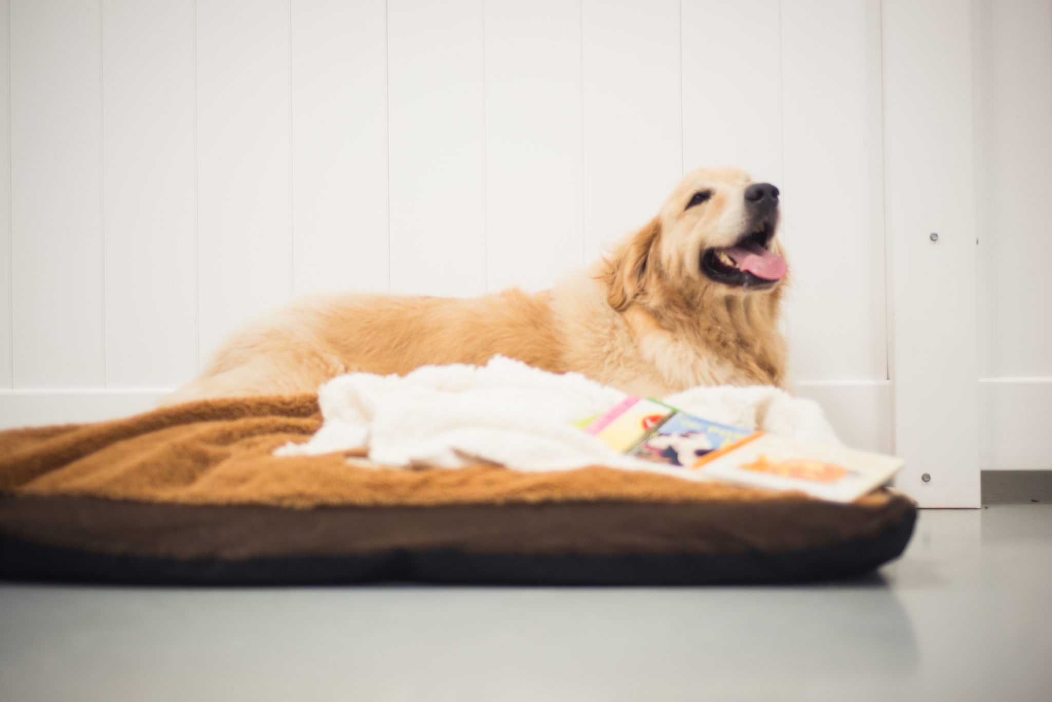 Dog Boarding, Lodging | Riverview, Brandon FL | Canine Cabana