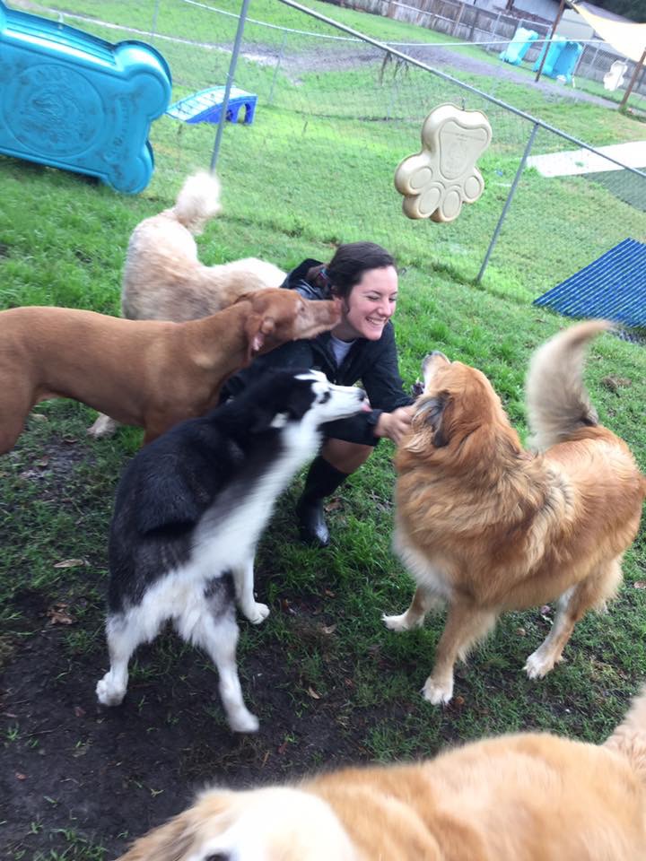 animal care professional getting kisses from four dogs while playing outside at Canine Cabana
