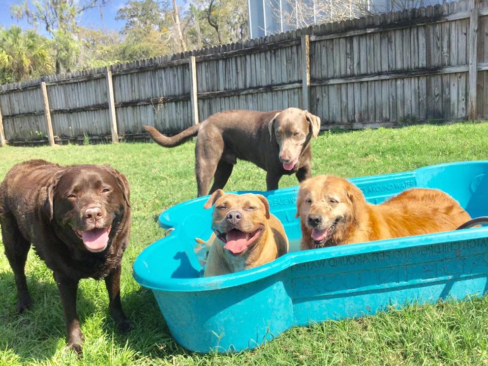 4 dogs at Canine Cabana playing around pool on grassy area with two dogs laying in pool