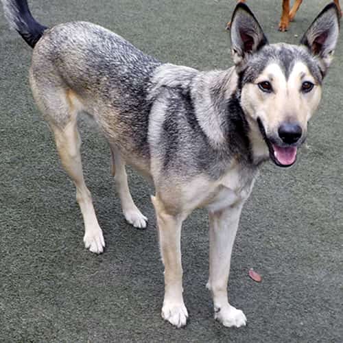 Dog Daycare Brandon, Valrico, Lithia FL Canine Cabana