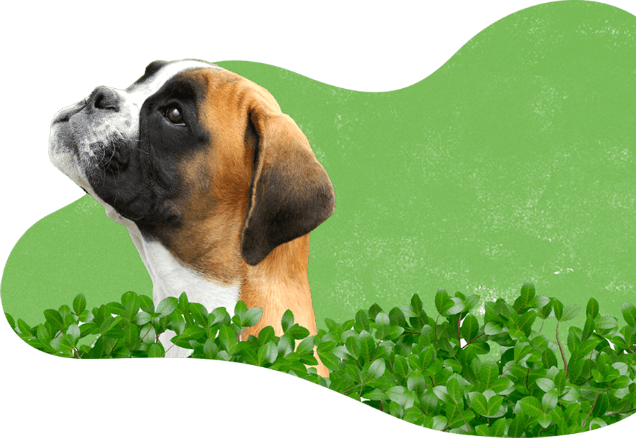 Dog Boarding, Lodging Riverview, Brandon FL Canine Cabana