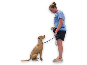 Dog Training & Boarding | Riverview, Brandon FL | Canine Cabana