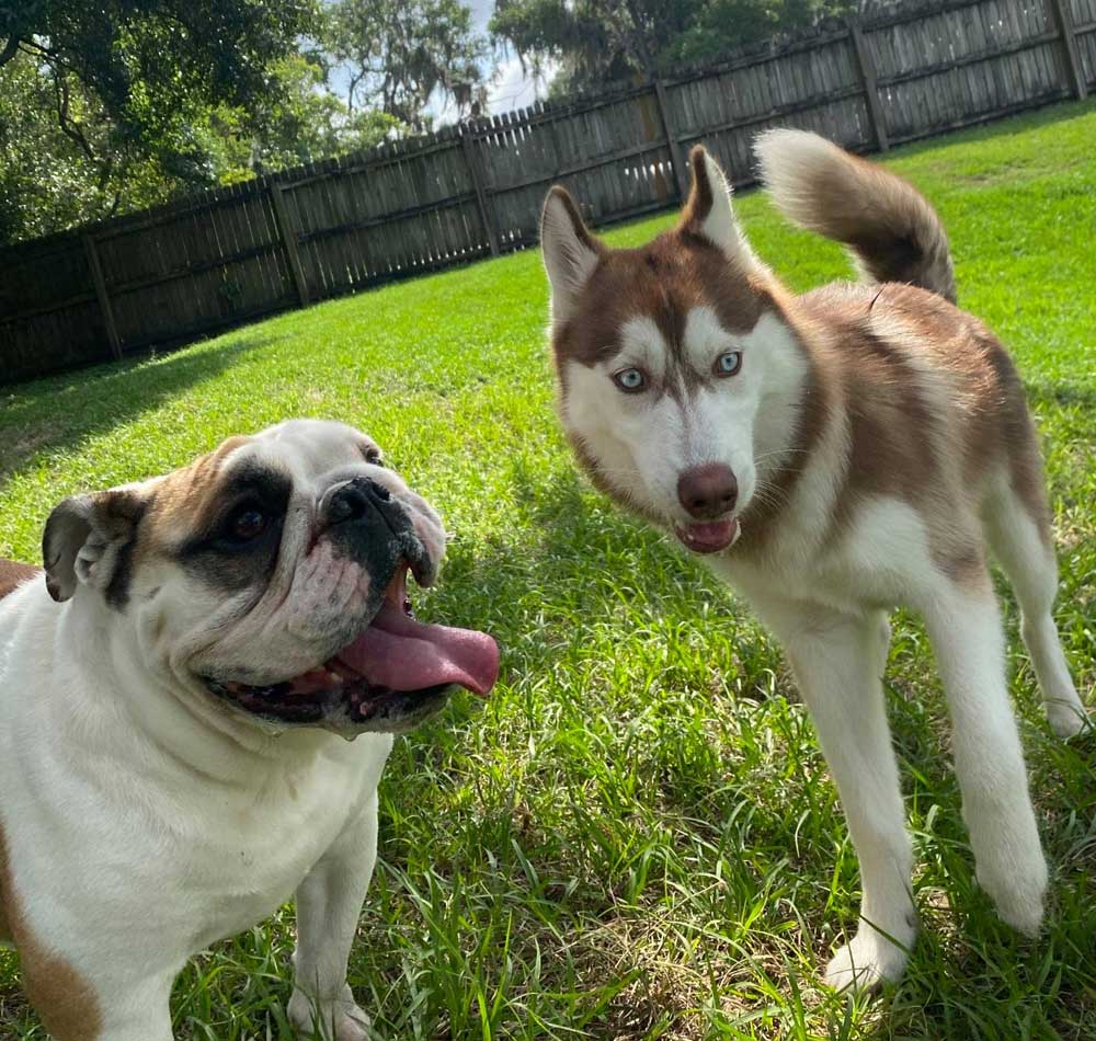 Dog Daycare Brandon, Valrico, Lithia FL Canine Cabana