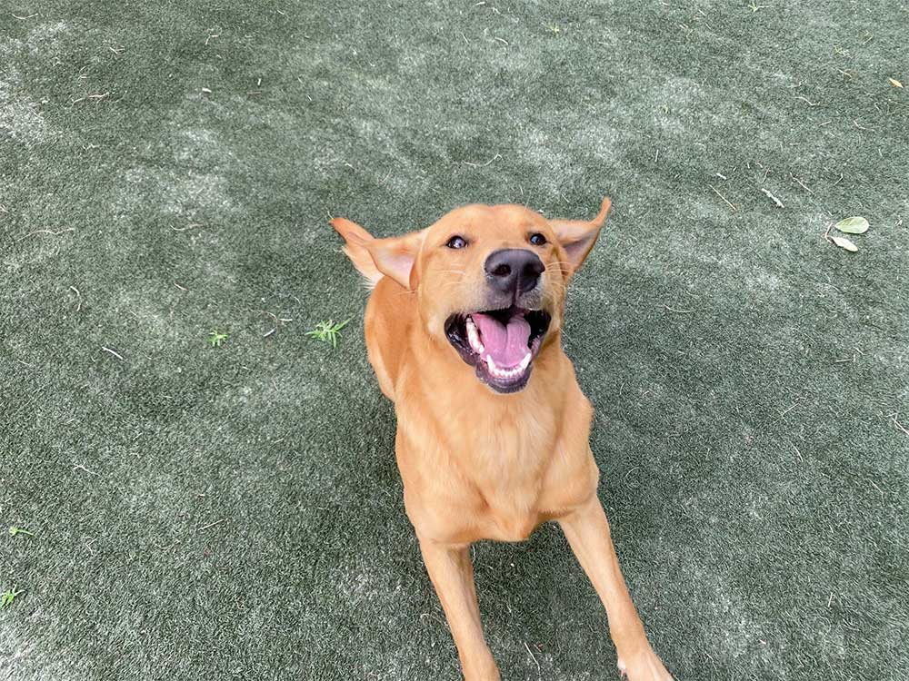 Dog Daycare Brandon, Valrico, Lithia FL Canine Cabana