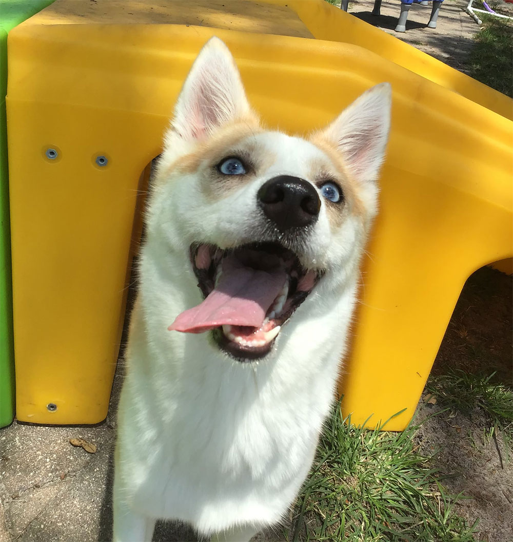 Dog Behavioral Training Private Socialization Program Pet Care