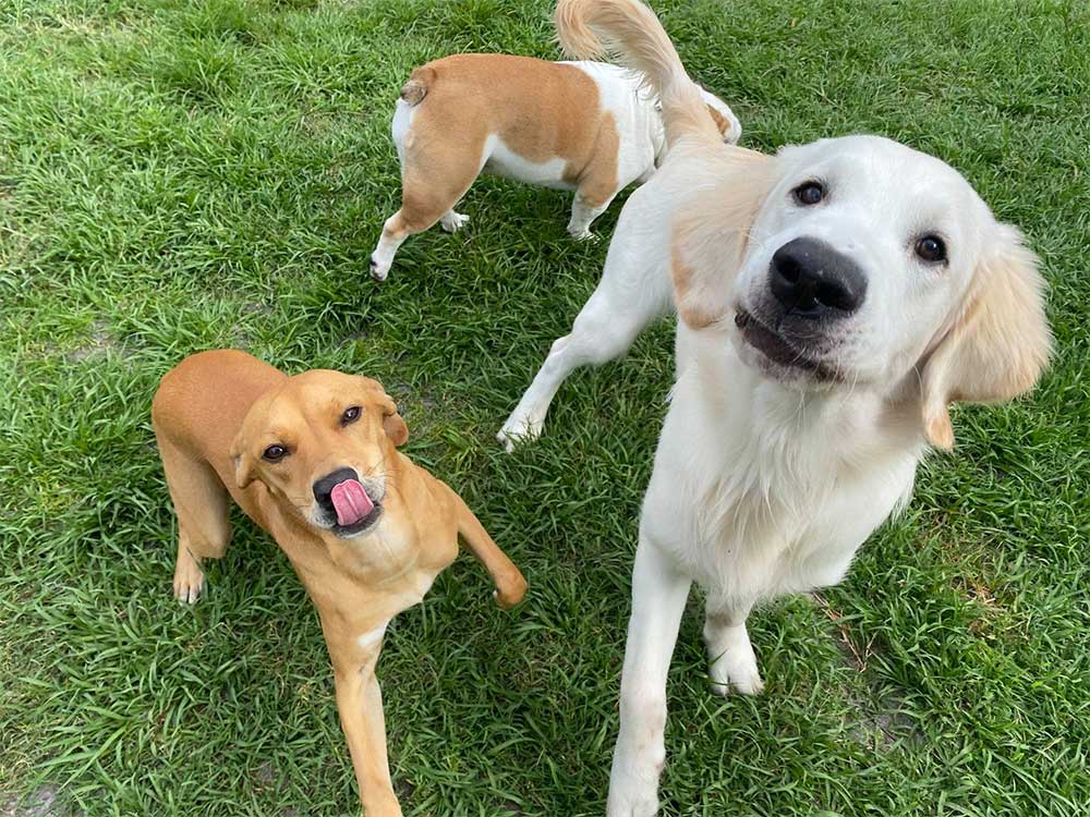 Dog Daycare Brandon, Valrico, Lithia FL Canine Cabana