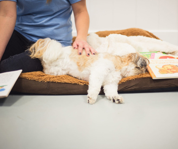 Dog Boarding, Lodging Riverview, Brandon FL Canine Cabana