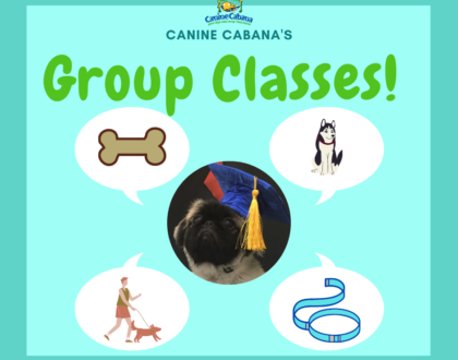 https://caninecabana.biz/wp-content/uploads/2021/05/Group-classes-2-420x330-1.png