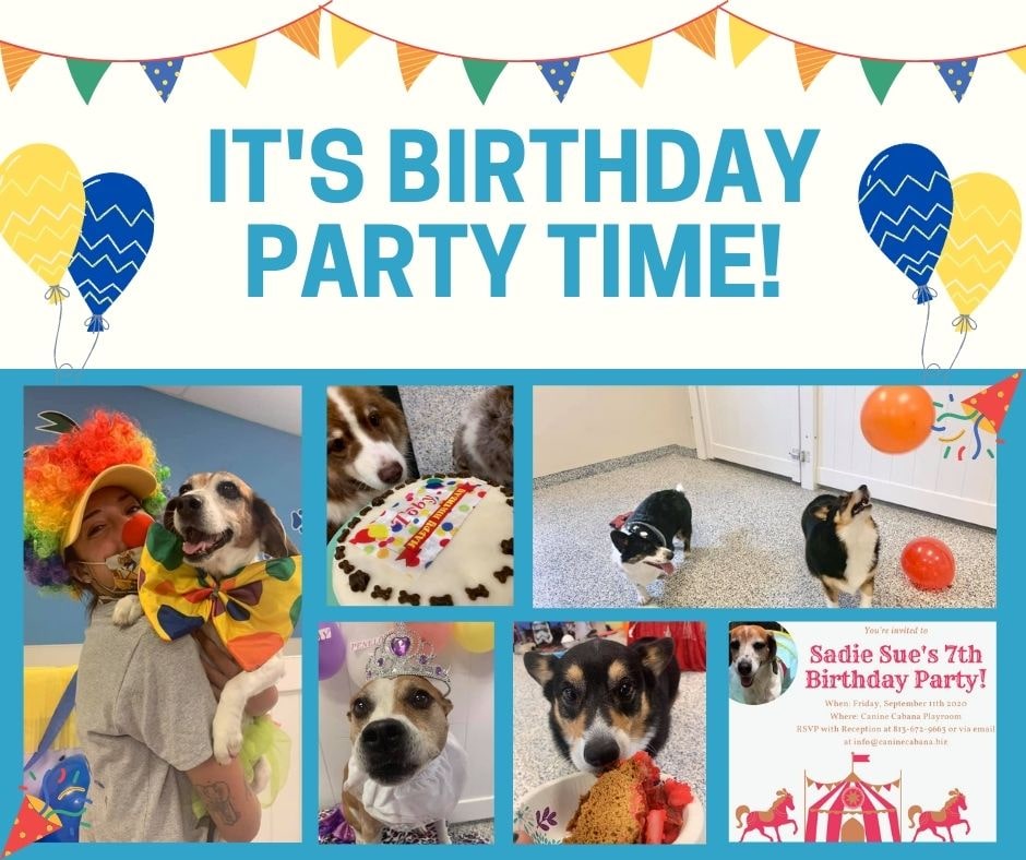 Dog Daycare Brandon, Valrico, Lithia FL Canine Cabana