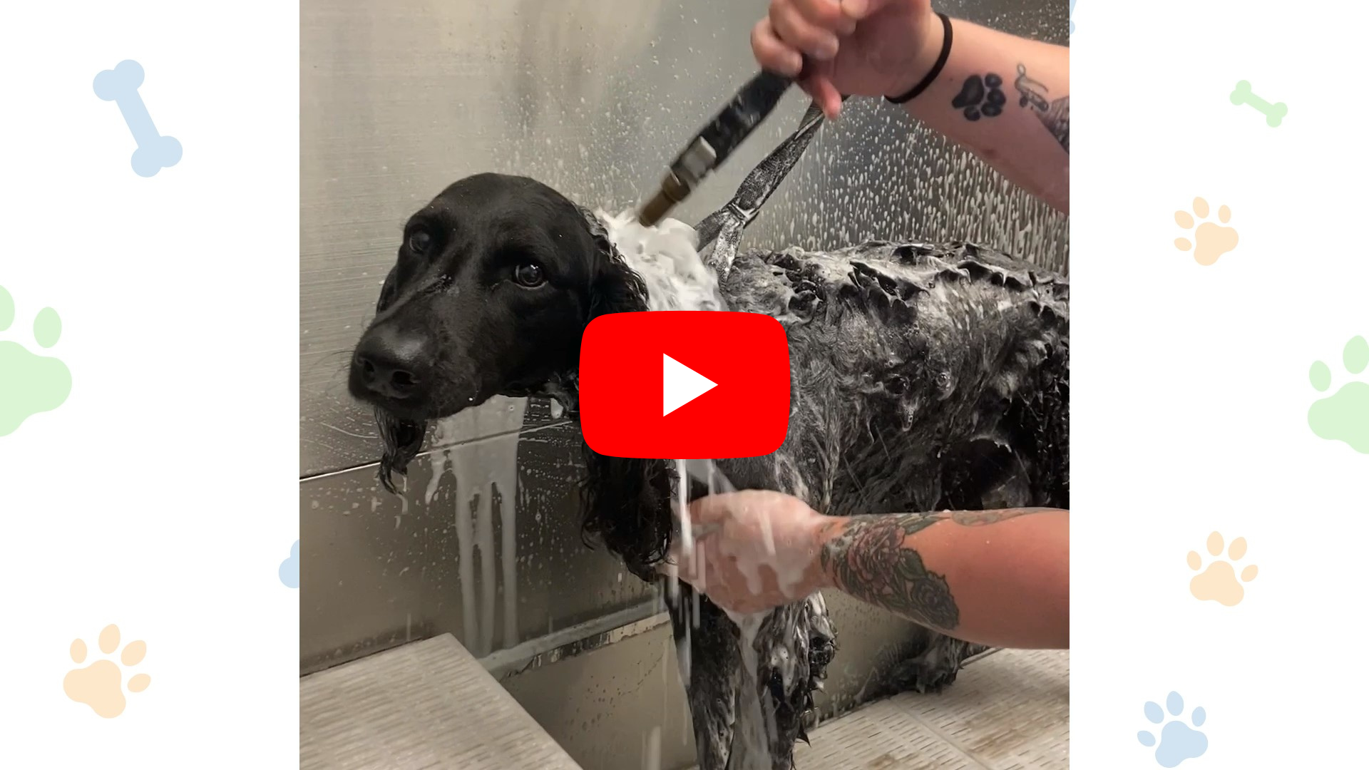 Lizzie's Spa Experience at Canine Cabana Best Dog Spa Services in
