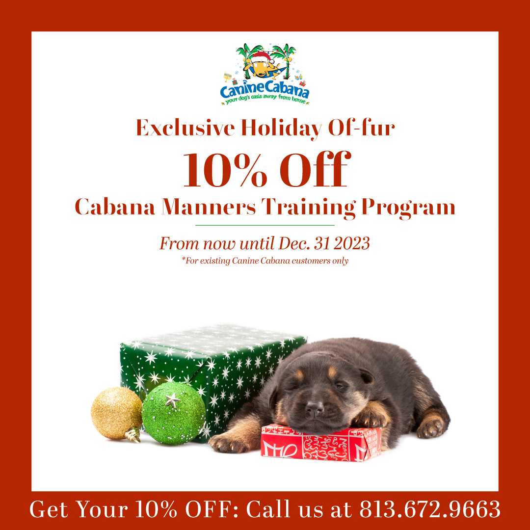 https://caninecabana.biz/wp-content/uploads/2023/11/CanineCabana_December_TrainingOffer_Digital_1080x1080.png