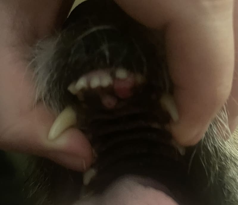 Traveling with Your Dog