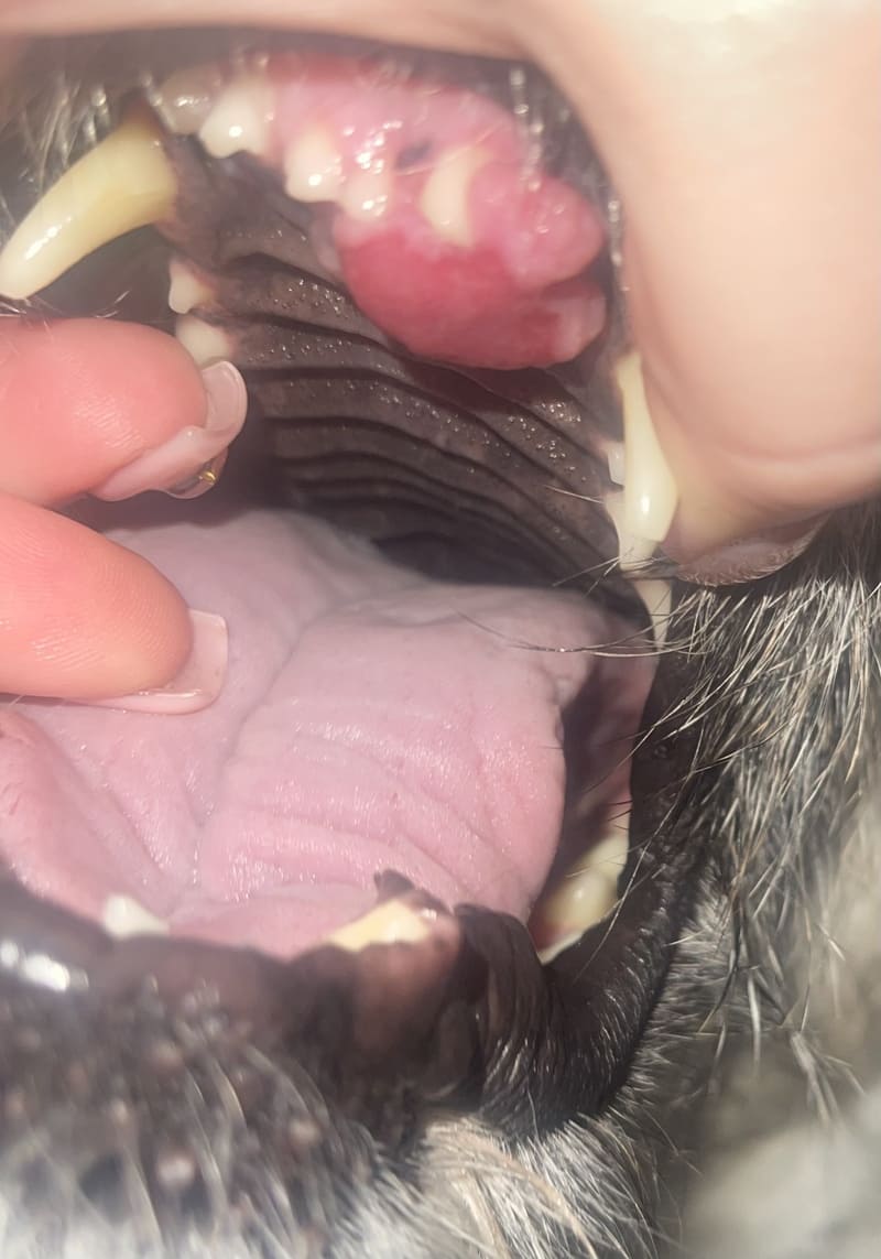 The Importance of Regular Dog Health Checks