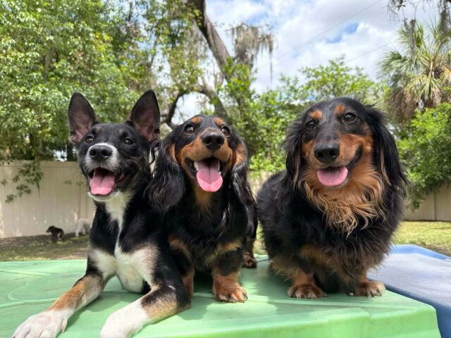 Small Dogs