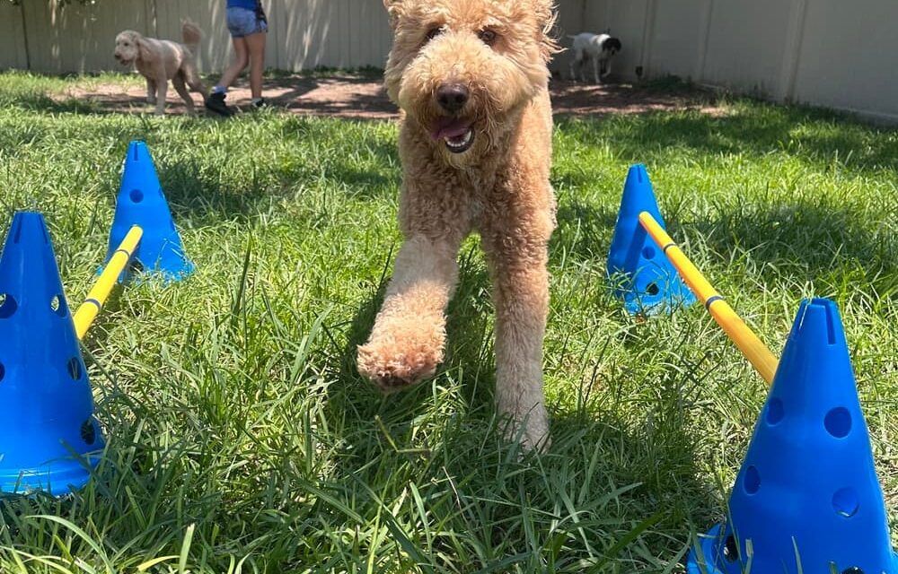 https://caninecabana.biz/wp-content/uploads/2026/09/daycare-enrichment-1000x640.jpg