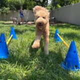 Daycare Enrichment