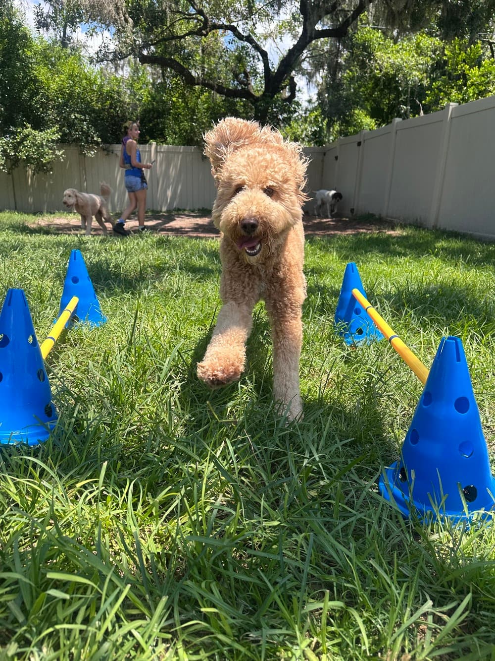 https://caninecabana.biz/wp-content/uploads/2026/09/daycare-enrichment.jpg
